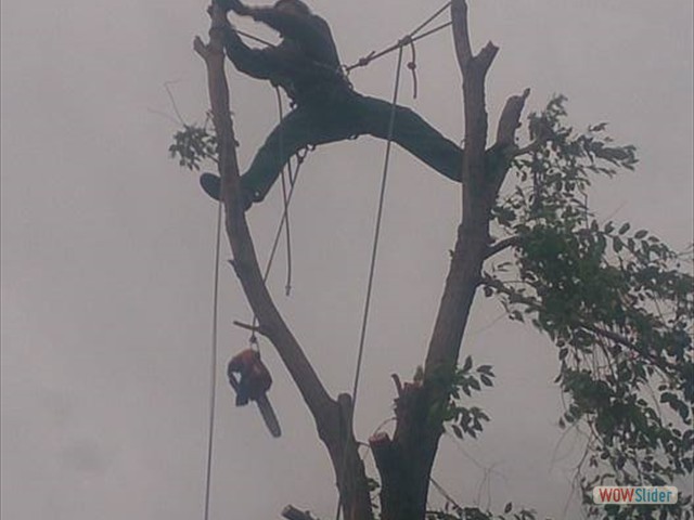 Tree-Climbing