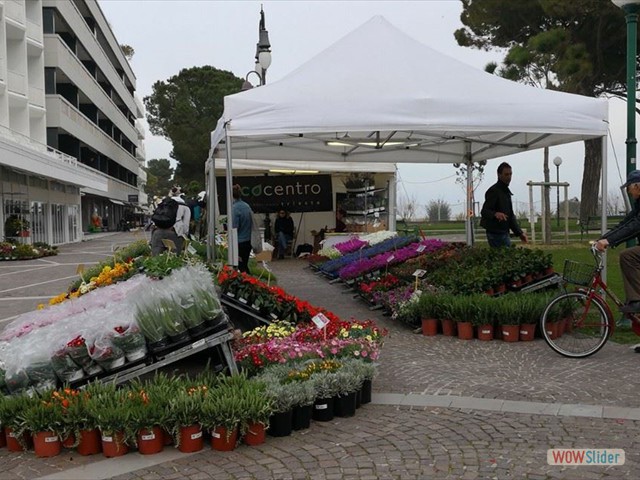 Grado in fiore